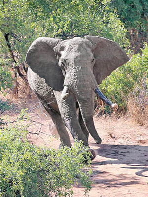 非洲的大象屢成獵殺的對象。