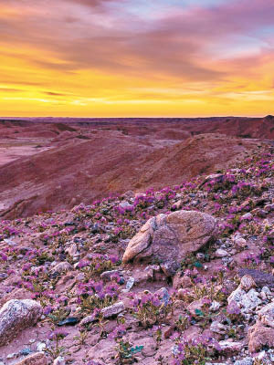 沙漠長滿遍地紫色馬鞭草，十分壯觀。（互聯網圖片）