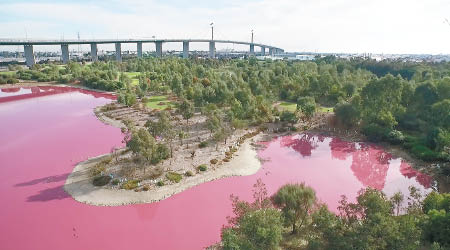 鹽湖湖水呈現一片粉紅色。（互聯網圖片）