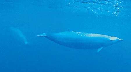 成年特魯氏中喙鯨（右）被拍得與寶寶同行。（互聯網圖片）
