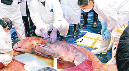 專家從擱淺抹香鯨胎盤內，取出兩米長的雄性小抹香鯨屍體。（互聯網圖片）