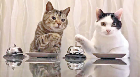 貓貓按動桌上的鈴，示意主人要給牠們食物。