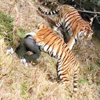 浙江動物園早前發生老虎咬死人事件，震驚社會。（資料圖片）