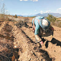 村民放棄種瑪卡，重新種起薯仔。（互聯網圖片）