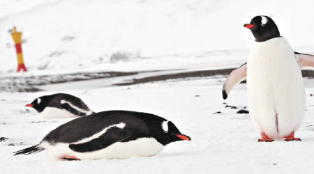 專家試圖由古代企鵝糞便找出滅絕原因。（英國南極研究局圖片）