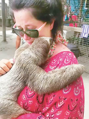 女子擁抱樹懶，喜極而泣。（互聯網圖片）