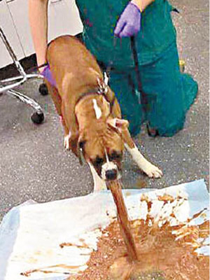 狗狗被餵食朱古力後，引發嚴重嘔吐。（互聯網圖片）