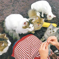 日本不少人喜歡養貓作寵物。