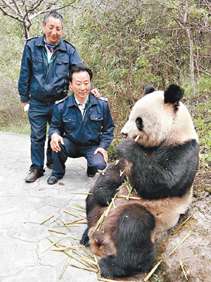 即使有陌生人走近，大熊貓依然淡定吃竹筍。（互聯網圖片）