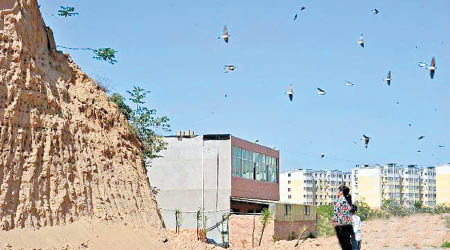 崖沙燕在一處地盤的沙土崖壁上築巢。（互聯網圖片）