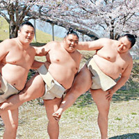 相撲手整齊地擺出多種可愛姿勢。（互聯網圖片）