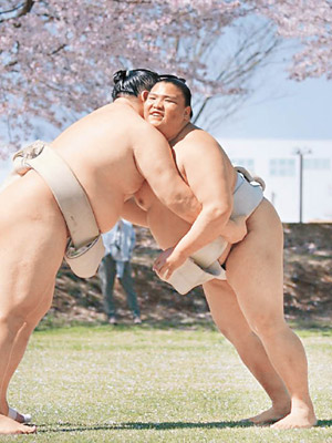 兩名相撲手在櫻花樹下練習。