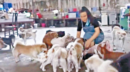 梅朵桌卓瑪收養大批流浪狗。（互聯網圖片）