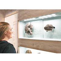 皇家蒂勒爾古生物博物館展出化石。