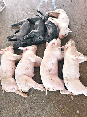 豬農懷疑大量豬隻死亡跟注射「攙水」疫苗有關。（中時電子報圖片）