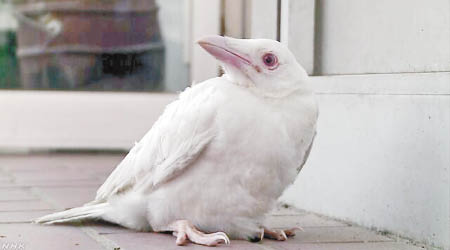 京都出現白化烏鴉。（互聯網圖片）