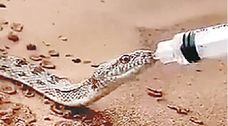 沙特阿拉伯的沙漠在夏天乾燥炎熱，當地一條蛇疑因過度口渴，當有人以大針筒餵牠喝水，牠就「照單全收」（圖）。