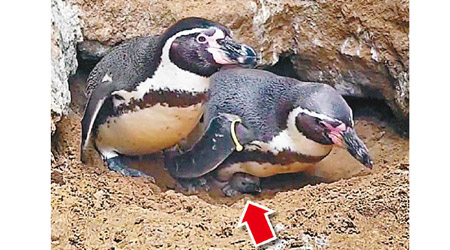 小企鵝（箭嘴示）被戲稱為皮普。（亨斯坦頓海洋生物保護區圖片）