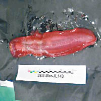 潛水器捕獲巨型紅色海參。（互聯網圖片）