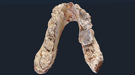 人猿下顎化石或證現代人類來自歐洲。（蒂貝根大學圖片）