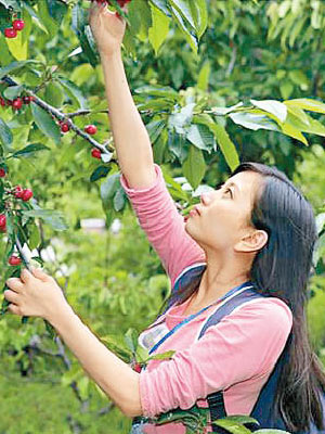 採摘櫻桃成為汶川一個重點旅遊行程。（互聯網圖片）