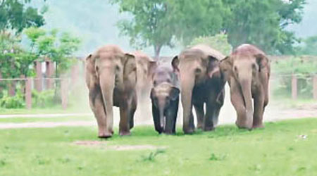 象園的大象歡迎德賈（中）。（拯救大象基金會圖片）