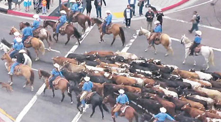 大批牛隻及牛仔浩浩蕩蕩地在大街中穿梭。（互聯網圖片）