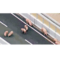 豬隻在公路徘徊。（電視畫面）