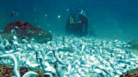 大深灣海域有大量死魚。（互聯網圖片）