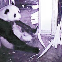 林惠即將再誕小熊貓。（互聯網圖片）