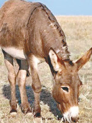 南非大批驢子遭狩獵者以殘忍手法殺害。