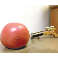 鋼珠弩發射的鋼珠，輕易射入番茄內。