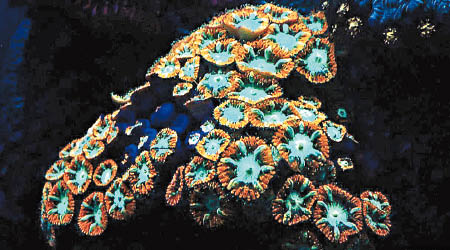 深海珊瑚發光是為了加速其光合作用。（南安普頓大學圖片）