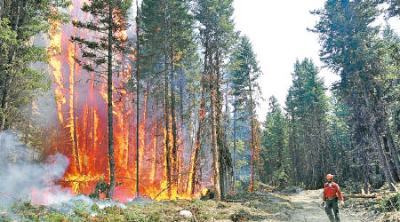 卑詩省消防員忙於撲滅山火。