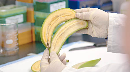 「超級香蕉」（上）的蕉肉顏色較深。