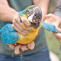 職員細心照顧一隻紫藍金剛鸚鵡。