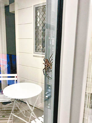 巨型蜘蛛（箭嘴示）出現在玻璃門外。（互聯網圖片）