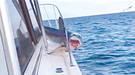 鯊魚在船上的圍欄間掙扎。（互聯網圖片）