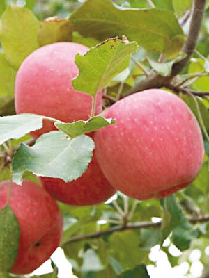 研究指蘋果源起新疆。