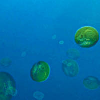 藻類當年取代了單細胞細菌霸佔海洋。（互聯網圖片）