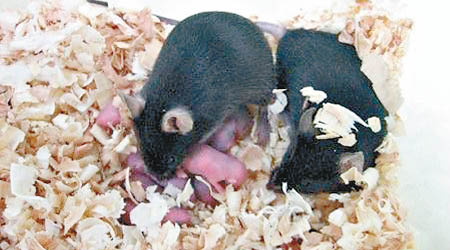 研究人員成功在老鼠身上製造健康精子。（互聯網圖片）