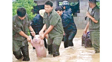 小豬獲救時展露可愛的笑容。（互聯網圖片）