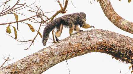 考察團拍下這種罕見狐尾猴在活動的身影。（互聯網圖片）