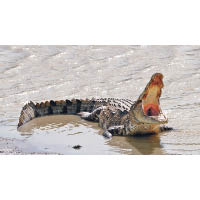 鱷魚襲擊人類事件在斯里蘭卡屬於罕有。（資料圖片）
