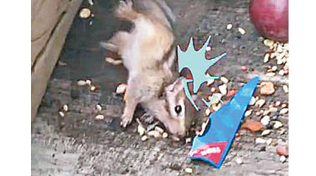 網上圖片所見，松鼠誤吃沾有酒的糧食，醉得不能自控。（互聯網圖片）