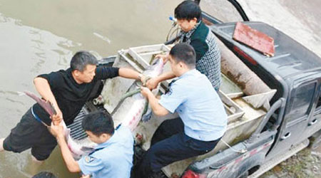警員及漁政人員合力搬運野生中華鱘。（互聯網圖片）