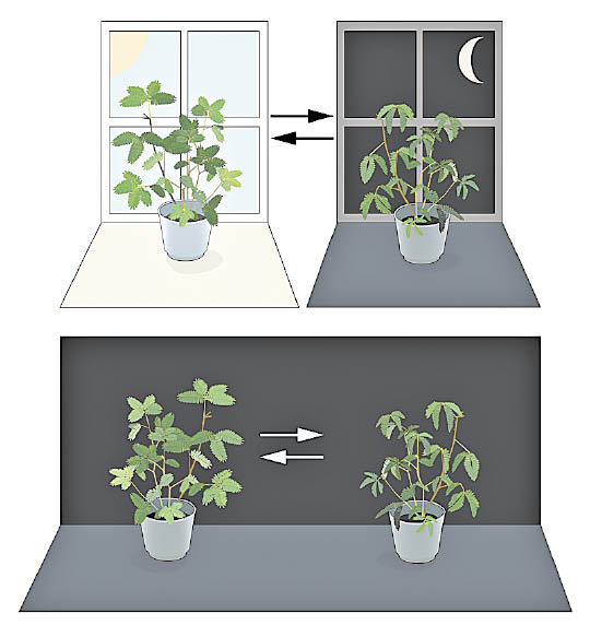 研究有助了解即使沒有日照，植物如何在漆黑中按生理時鐘調節葉片。