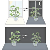 研究有助了解即使沒有日照，植物如何在漆黑中按生理時鐘調節葉片。