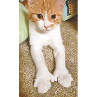 帕德萊斯比普通貓多隻「大拇指」。