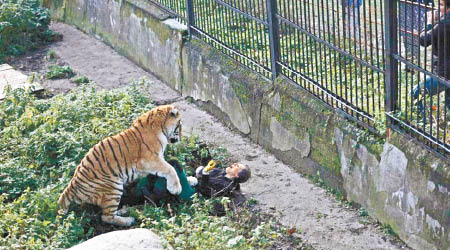 西伯利亞虎突然攻擊女動物管理員。（互聯網圖片）